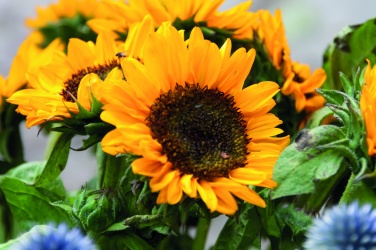 Logotrade promotional gifts photo of: Sunflower seeds in envelope