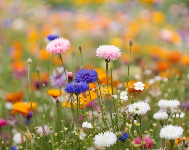 Logotrade promotional product image of: A6 wildflower seed paper sheet