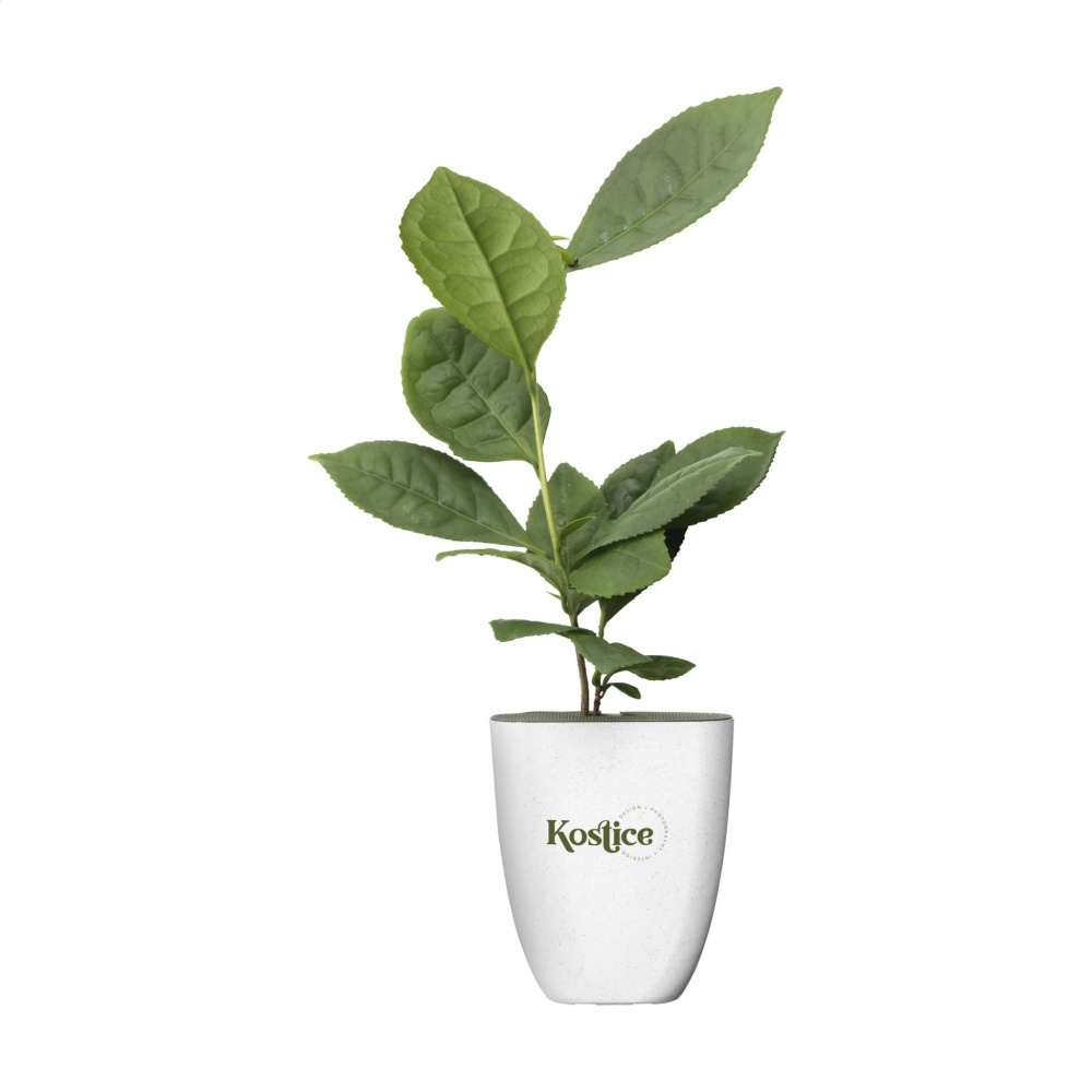 Logotrade promotional items photo of: Treemore Letterbox Trees Tea plant