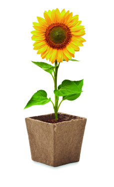 Logotrade promotional gift picture of: Sunflower growing kit