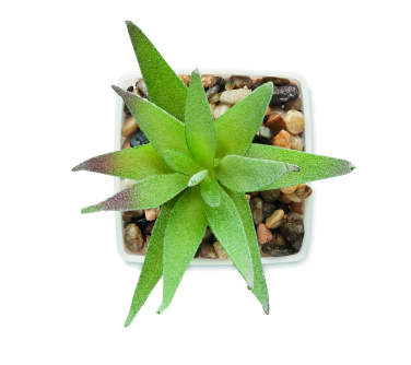 Logotrade promotional merchandise image of: Mini artificial plant