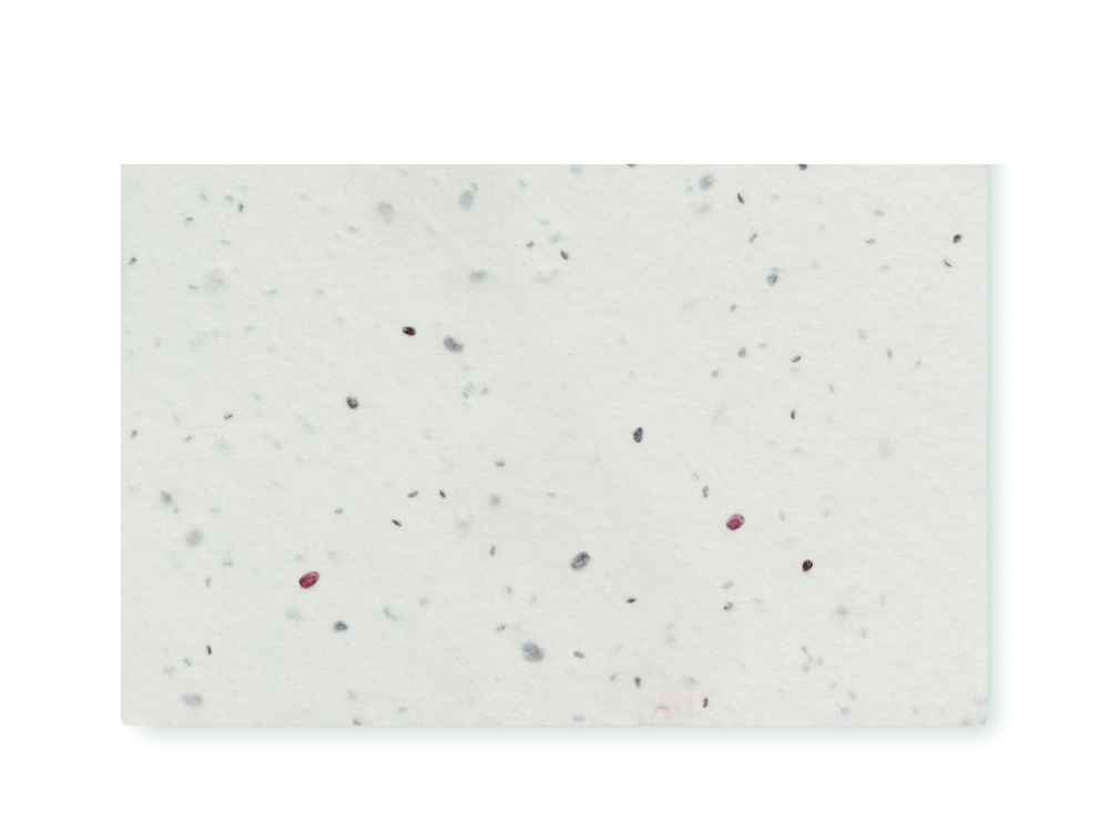 Logotrade promotional product image of: Wildflower seed business card.