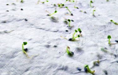 Logotrade promotional giveaway picture of: Wildflower seed business card.