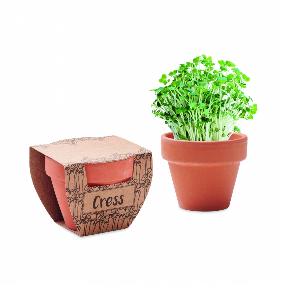 Logotrade ärikingid pilt: Terrakota potikressi seemned