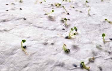 Logotrade reklamprodukter bild: A6 fröpappersark vildblommor